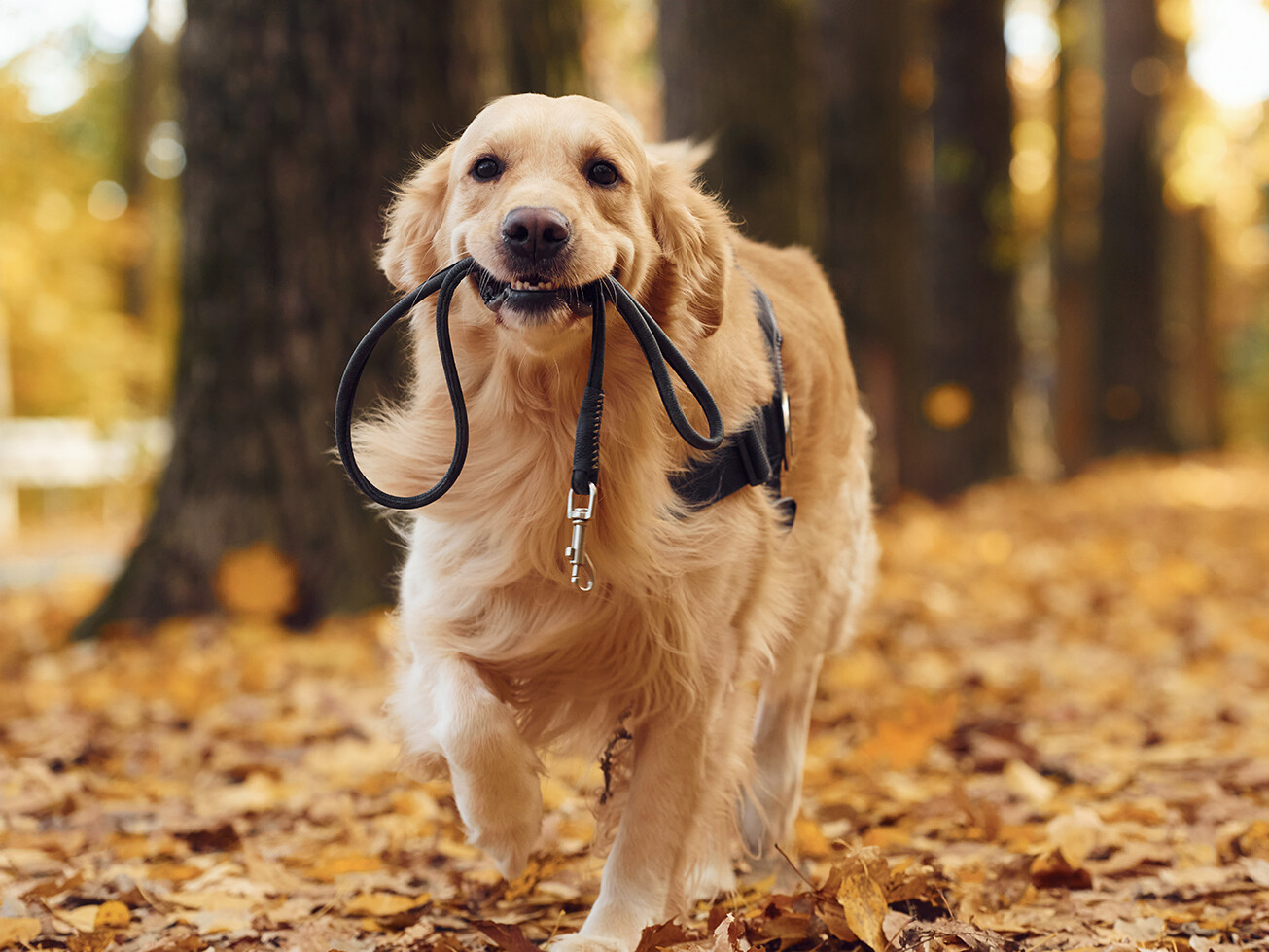 Como proteger o seu cão das lagartas do pinheiro