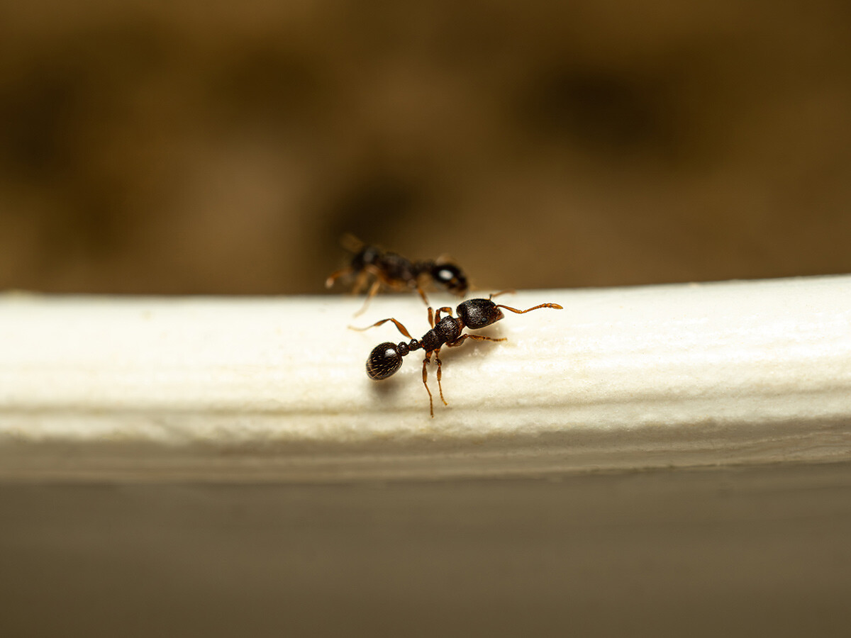 infestação de formigas