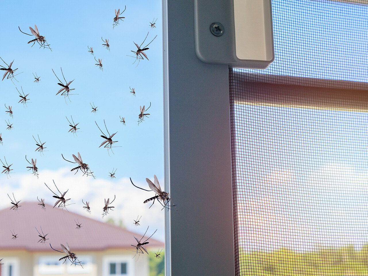 mosquitos em casa