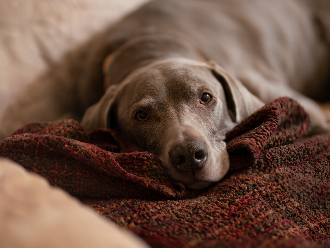 Parvovirose Canina