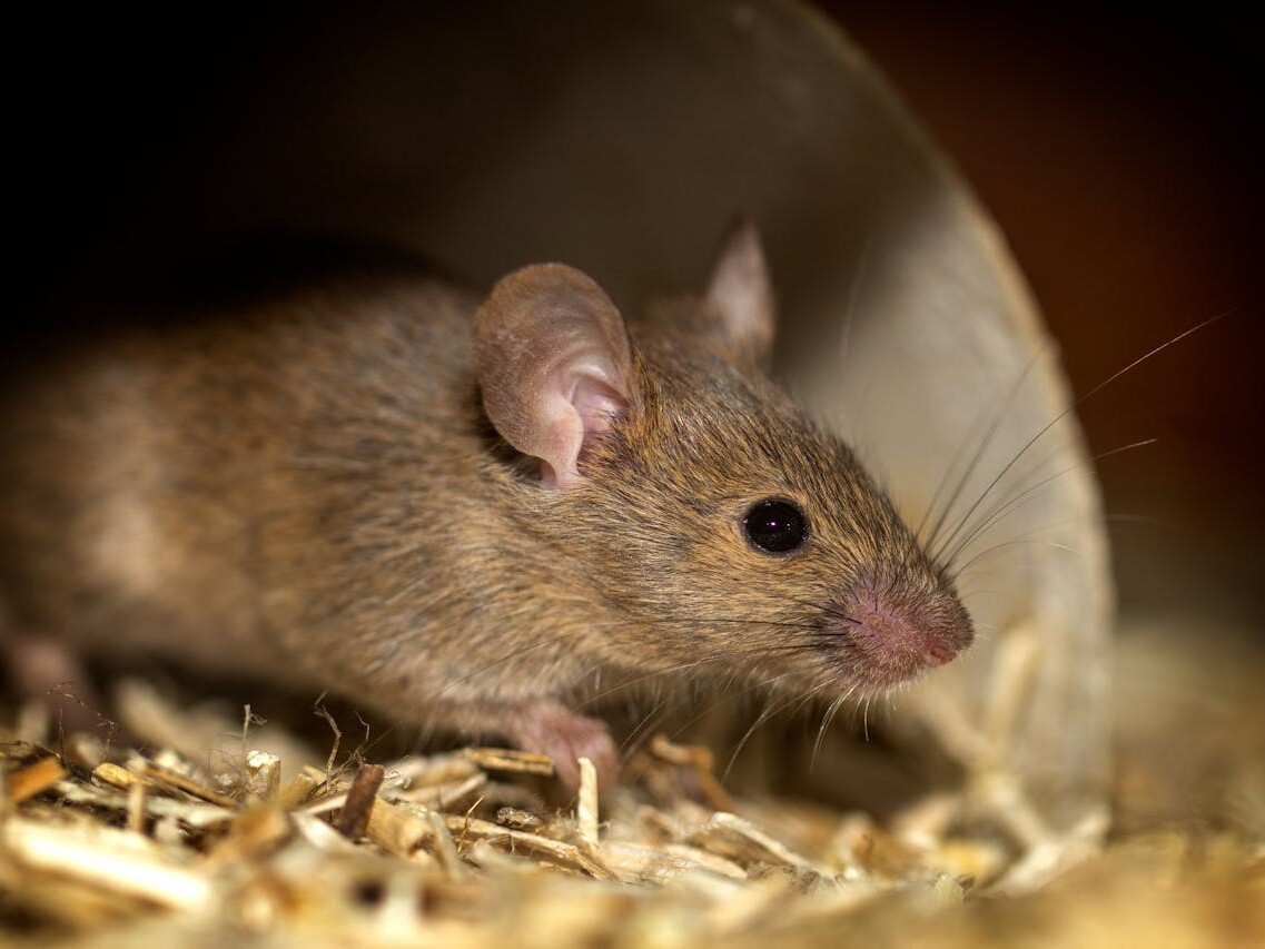 ratos em casa